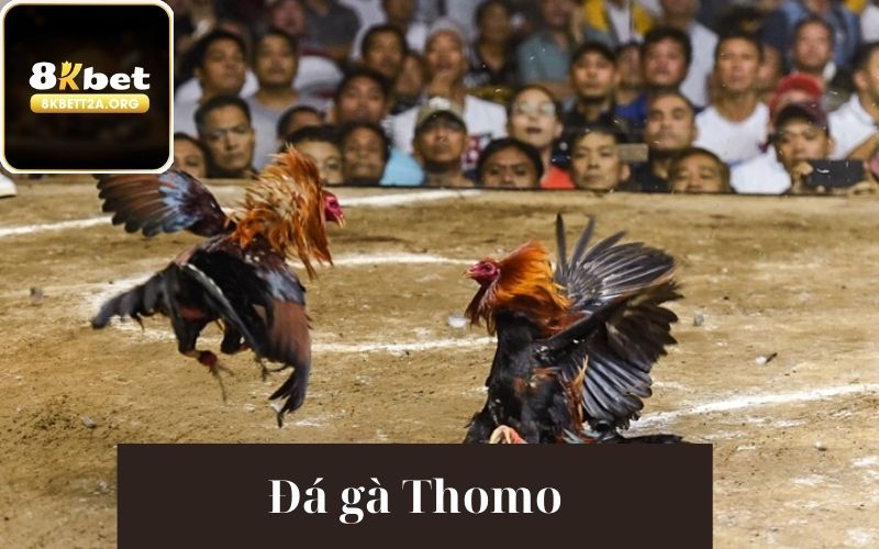 Đá gà Thomo bộ môn cá cược hàng đầu hiện nay