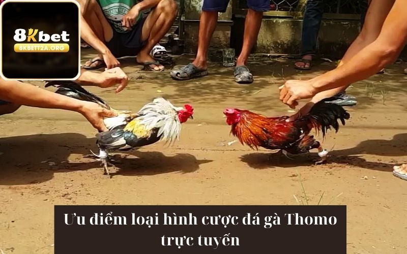 Ưu điểm loại hình cược đá gà Thomo trực tuyến